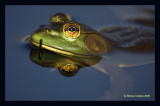 The American Bullfrog (Rana catesbeiana)