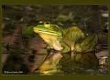 reptiles_and_amphibians