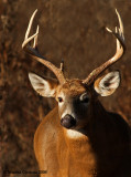 White-tailed deer (Odocoileus virginianus)