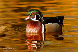 Wood-duck (Aix-sponsa) on the golden light