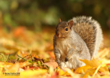 Eastern gray squirrel (Sciurus carolinensis) on the golden light