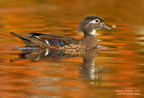 Wood-duck (Aix-sponsa) on the golden light
