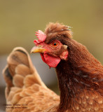 Hen portrait