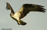 The Osprey (Pandion haliaetus)