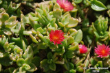 Flower 058 - Tiny.JPG