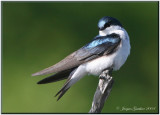 Hirondelle bicolore ( Tree Swallow )