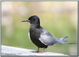 Guifette noire ( Black Tern )