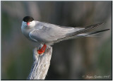 Sterne pierregarin ( Common Tern )