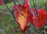 Dogwood leaf