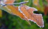 Frosty morning in the park  #2