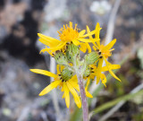 Senecio lugens  Black-tipped groundsel