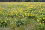 Puget balsamroot