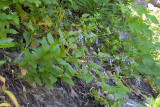 Mertensia oblongifolia  Shade bluebells