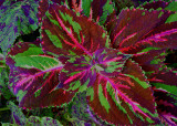 LEAVES - GATLINBURG, TENNESSEE