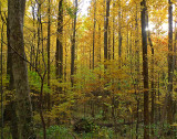 GREAT SMOKY MOUNTAINS NATIONAL PARK