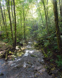 JOYCE KILMER FOREST_2.jpg