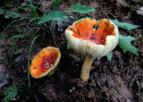COLORFUL MUSHROOMS - THE PREVIOUS IMAGE, WITH AN ARTISTIC FLAIR