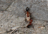 GETTING A HELPING HAND WITH THE FOOD SUPPLY - ISO 1600