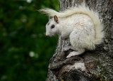 WHITE SQUIRREL - ISO 100
