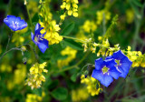 Wild Blue Flax