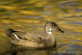 Female Wood duck in a sea of gold...