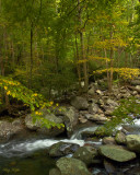 Along an Autumn Stream