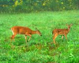 In the Eyes of a Fawn