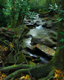 Along the Cave Bluff Trail