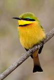 Bee Eater 5