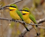 Bee Eater Pair