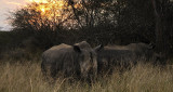 Rhino sunset
