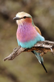 Lilac Breasted Roller