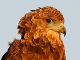 Bateleur 3