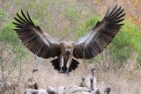 Vulture landing