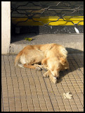 Street dog 2