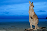 wallaby on a beach