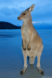wallaby on a beach