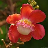 Cannonball Tree, Couroupita guianensis