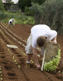 Planting lettuce.jpg