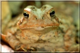 Toad044.JPG