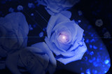 Rose No. 395 Soft spotlight.jpg