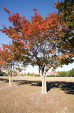 1855 Fall Trees.jpg