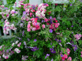 Fence With Flowers