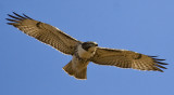 Red Tailed Hawk 9578