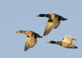 Mallard Trio 9620.jpg