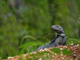 Blue Iguana (Cyclura nubila lewisi) 1