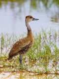 West Indian Whistling-Duck (Dendrocygna arborea) 3