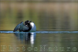 Common Loon