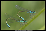 Blue-tailed Damselfly