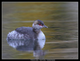 Eared Grebe